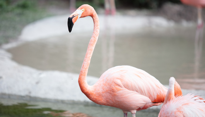 _Zoo-Miami_Wildlife-20180516-045